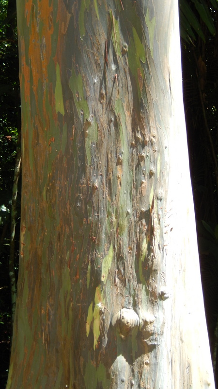 0788 DSCN0717